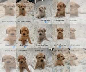 Labrador Retriever Puppy for sale in GREECE, NY, USA
