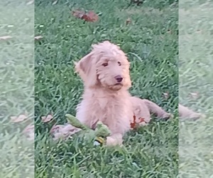 Double Doodle Puppy for Sale in JEFFERSONTOWN, Kentucky USA