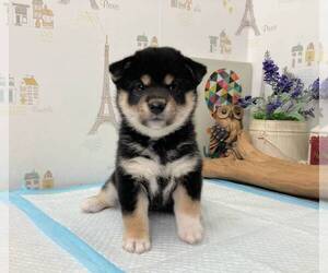 Shiba Inu Puppy for sale in PASADENA, CA, USA