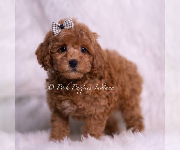 Medium Photo #4 Poodle (Miniature) Puppy For Sale in WARSAW, IN, USA
