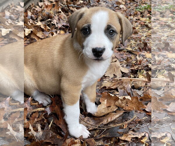 Medium Photo #1 Anatolian Shepherd-Boxer Mix Puppy For Sale in Techny, IL, USA