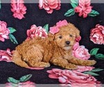 Small Photo #4 Poodle (Miniature) Puppy For Sale in KINZERS, PA, USA