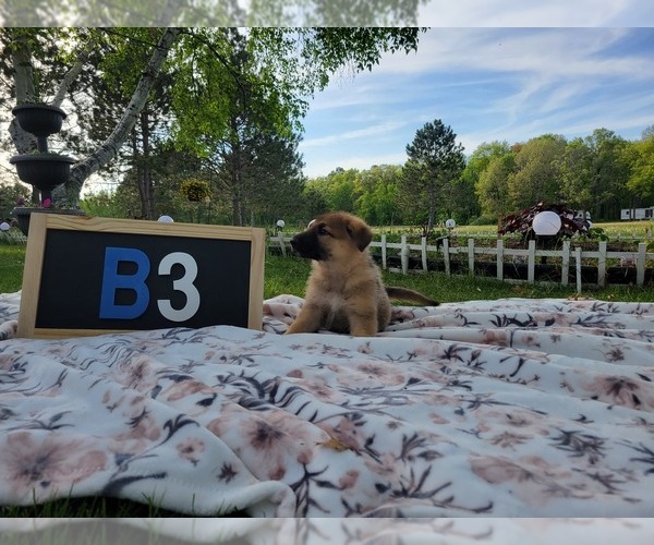 Medium Photo #2 German Shepherd Dog Puppy For Sale in BRAINERD, MN, USA