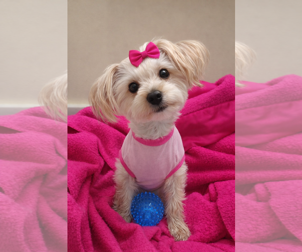 Medium Photo #6 Mutt Puppy For Sale in Allentown,, PA, USA