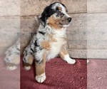Small #2 Australian Shepherd