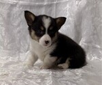 Small #2 Pembroke Welsh Corgi
