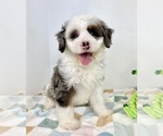 Small #5 Miniature Bernedoodle