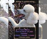 Small #5 Poodle (Standard)