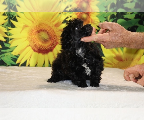 Medium Photo #18 Poodle (Toy) Puppy For Sale in DYERSBURG, TN, USA