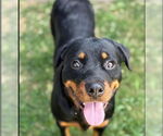 Small Rottweiler