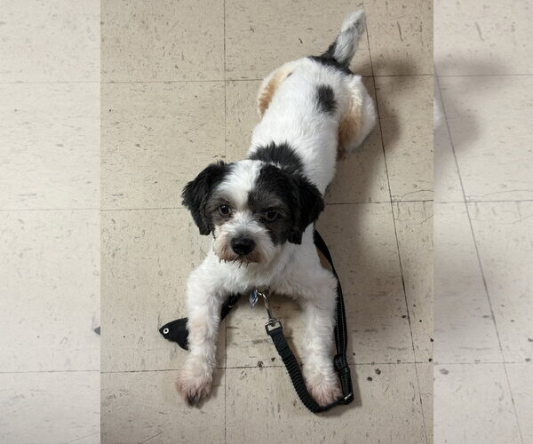 Medium Photo #4 Shih Tzu Puppy For Sale in Oakhurst, NJ, USA