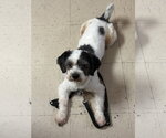 Small #3 Shih Tzu