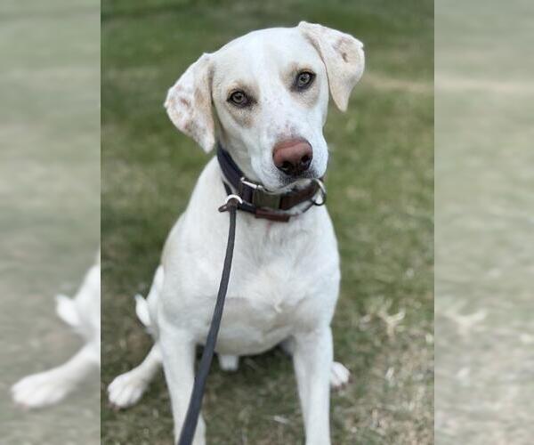Medium Photo #3 Labrador Retriever-Unknown Mix Puppy For Sale in San Antonio, TX, USA