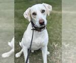 Small #2 Labrador Retriever Mix