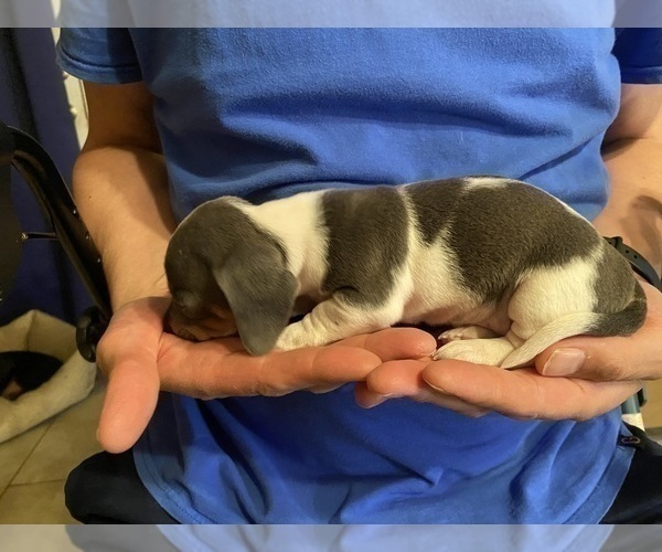 Medium Photo #34 Dachshund Puppy For Sale in LUBBOCK, TX, USA