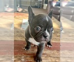 Small Photo #5 French Bulldog Puppy For Sale in ELK, WA, USA