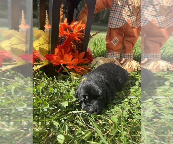 Medium Photo #1 Labrador Retriever Puppy For Sale in NEOLA, WV, USA