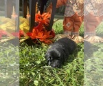 Image preview for Ad Listing. Nickname: Lab puppies