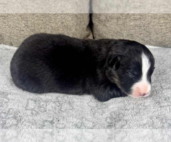 Medium Photo #17 Australian Shepherd Puppy For Sale in SALISBURY, NC, USA