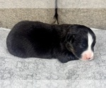 Small Photo #17 Australian Shepherd Puppy For Sale in SALISBURY, NC, USA