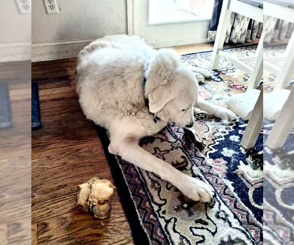 Medium Photo #3 Great Pyrenees Puppy For Sale in Spring, TX, USA