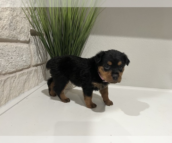 Medium Photo #1 Rottweiler Puppy For Sale in FORT WORTH, TX, USA