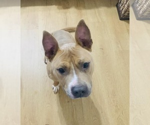Meatball - Male Mutt Dog for Adoption - Photo #5