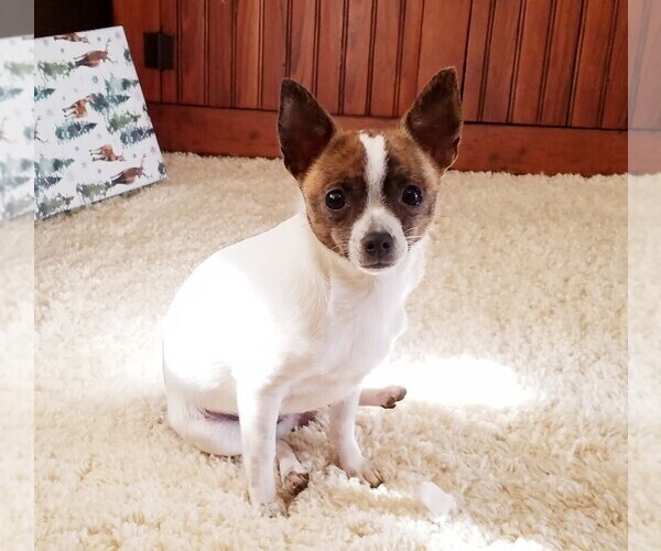 Medium Photo #1 Chihuahua Puppy For Sale in MOUNT AIRY, NC, USA