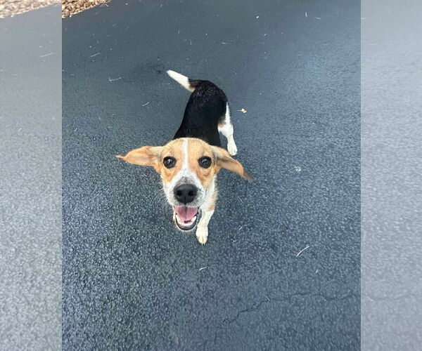 Medium Photo #5 Beagle-Unknown Mix Puppy For Sale in Westwood, NJ, USA