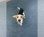 Small #4 Beagle Mix