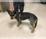Small Mutt