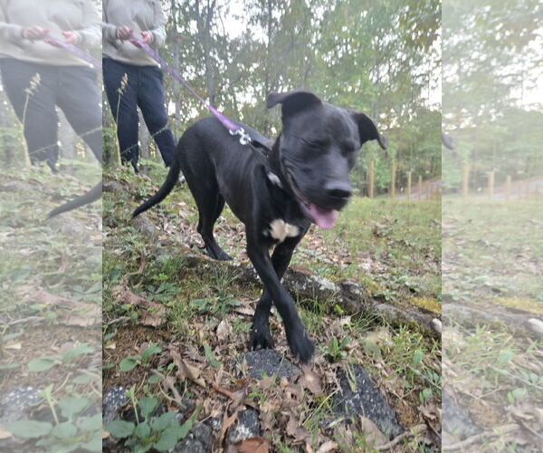 Medium Photo #3 Labrador Retriever-Unknown Mix Puppy For Sale in Ball Ground, GA, USA