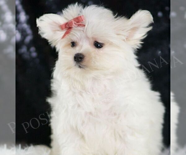 Medium Photo #4 Maltese Puppy For Sale in WARSAW, IN, USA