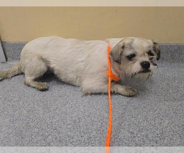 Medium Photo #1 Shih Tzu-Unknown Mix Puppy For Sale in Orange, CA, USA
