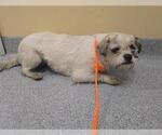Small Shih Tzu Mix