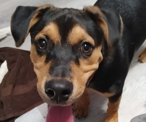Australian Cattle Dog-Rottweiler Mix Puppy for sale in NORTH HIGHLANDS, CA, USA