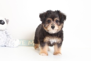 Morkie Puppy for sale in NAPLES, FL, USA