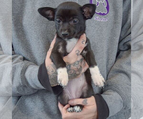 Medium Photo #3 Chipin Puppy For Sale in Huntley, IL, USA