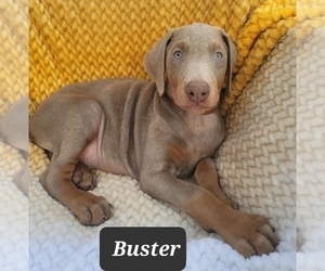 Doberman Pinscher Puppy for sale in POMEROY, OH, USA