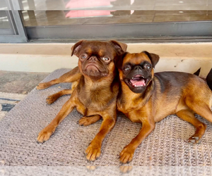 Father of the Brussels Griffon puppies born on 11/02/2023