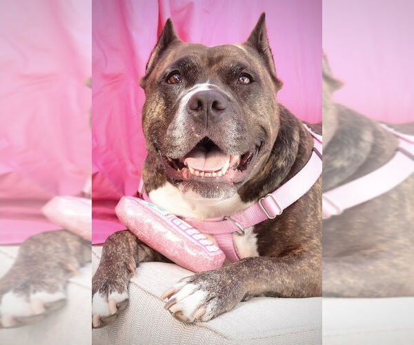 Medium Photo #18 Mutt Puppy For Sale in Philadelphia, PA, USA