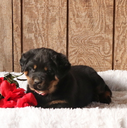 Rottweiler Puppy for sale in GAP, PA, USA