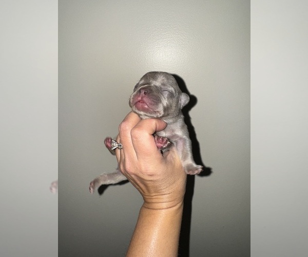 Medium Photo #1 French Bulldog Puppy For Sale in HILTON, NY, USA