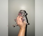 Puppy Puppy 1 French Bulldog