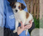 Small #2 Australian Shepherd Mix