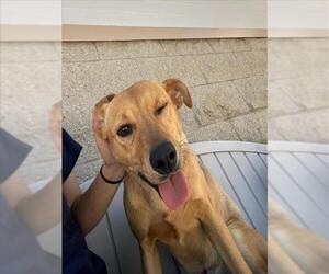 Carolina Dog Dogs for adoption in Fremont, CA, USA