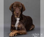 Small #1 German Shepherd Dog-Pointer Mix