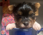 Small #1 Yorkshire Terrier