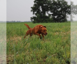 Father of the Labrador Retriever puppies born on 07/13/2025
