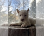 Puppy Snowy Siberian Husky
